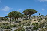 IMG_4978 Dixsam, Socotra